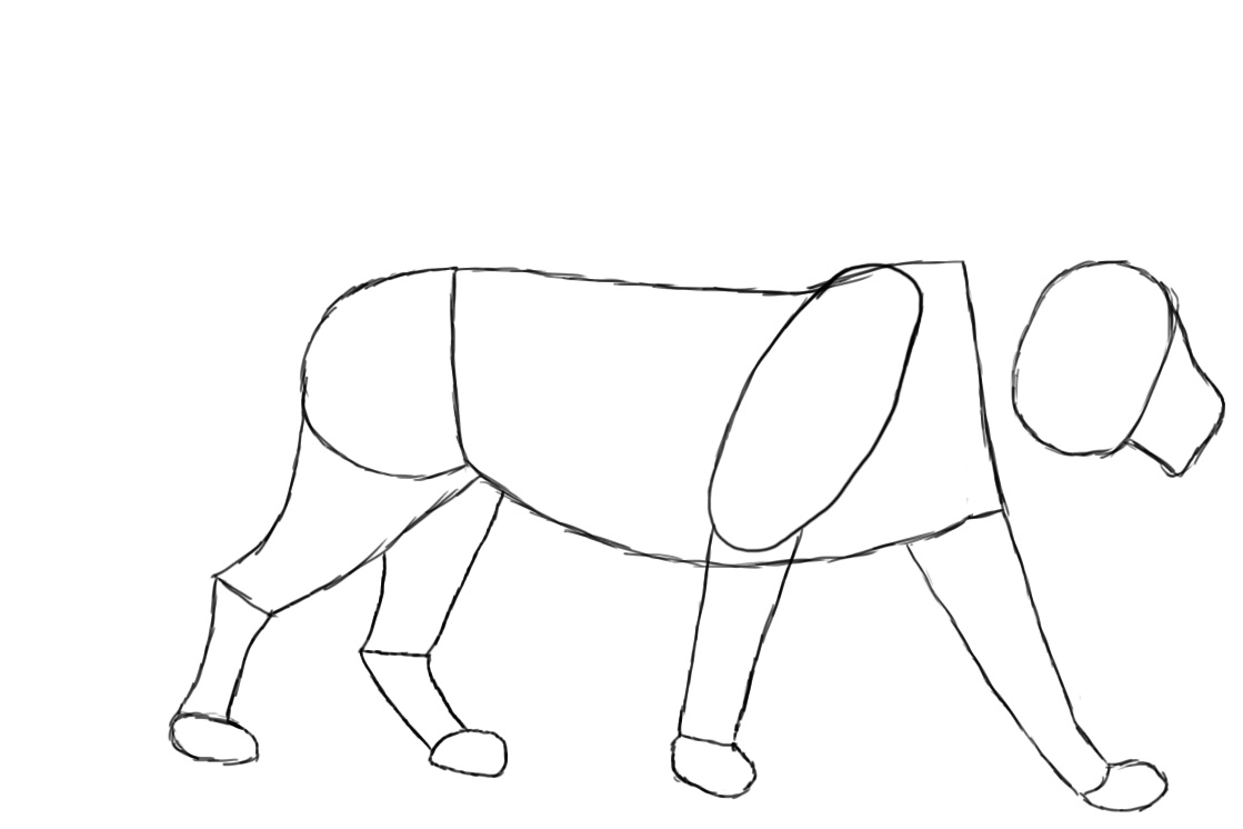 How do you draw a lion?